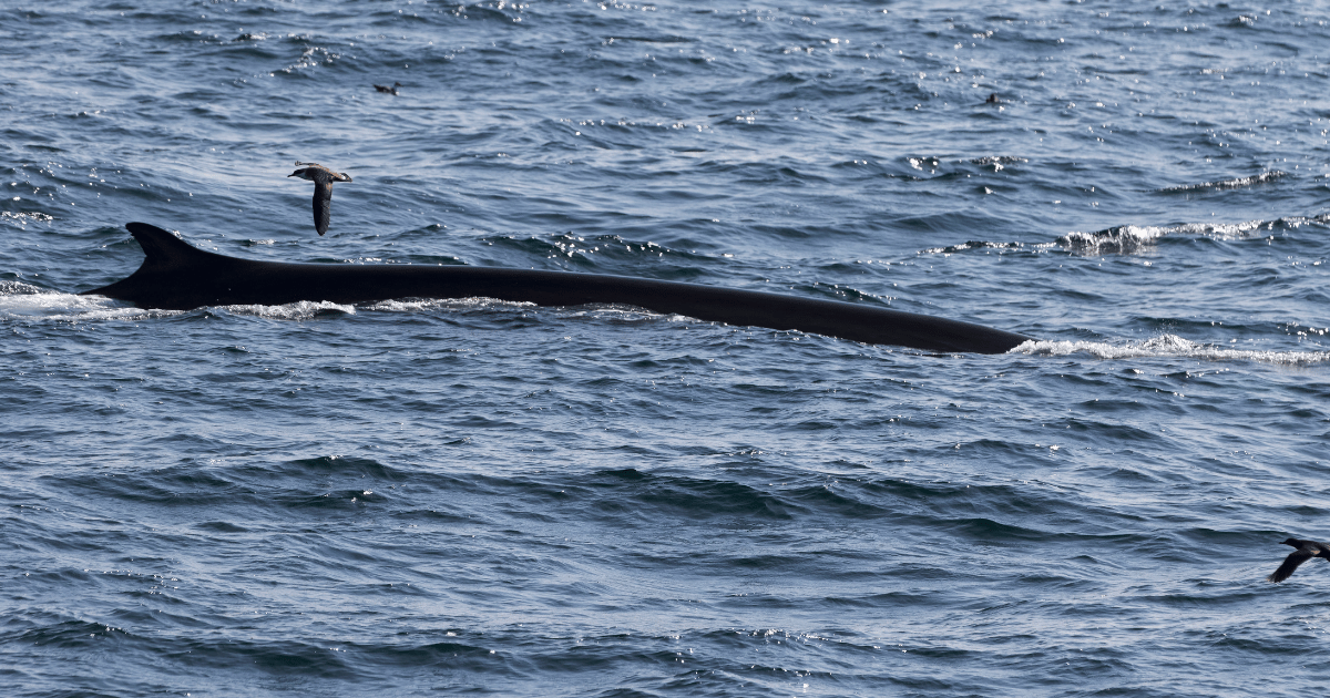 Whale Sighting off the Newfoundland Coast on a Whale Watching Tour in Canada